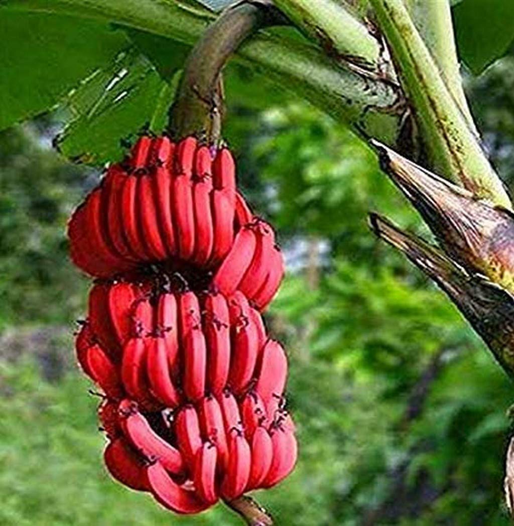 Rare Anhui red 'banana' long tomato plant grown from seeds with slender, banana-shaped red tomatoes